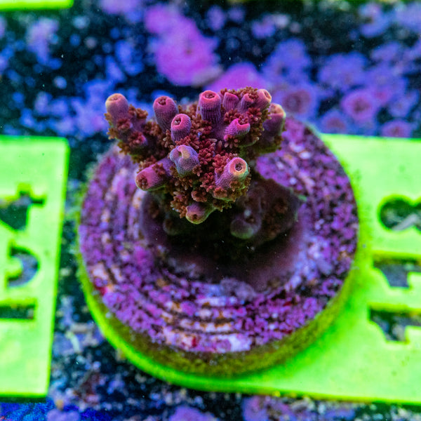 AMA SPS Frag 118