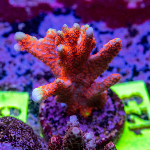 AMA SPS Frag 123 'Bubblegum Digi'