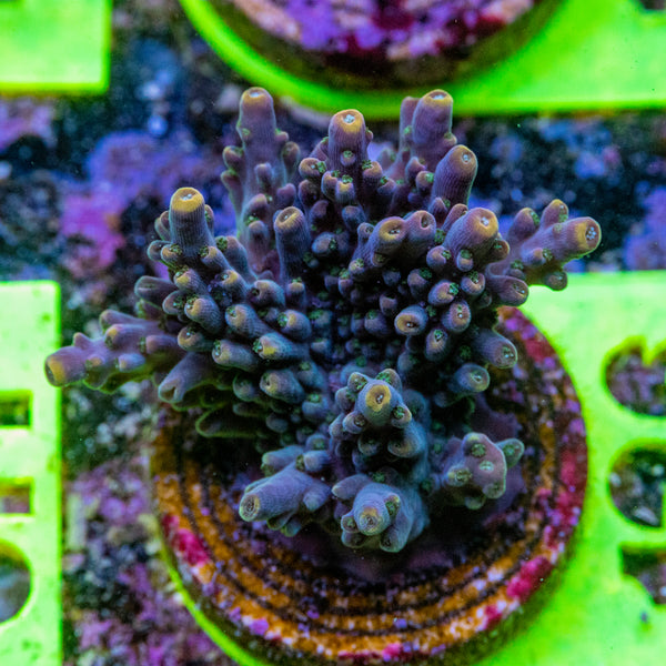 AMA SPS Frag 126 'Fools Gold'