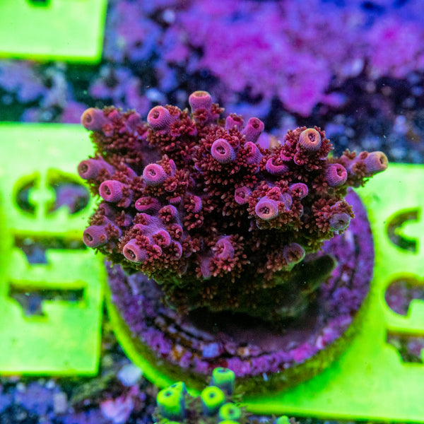 AMA SPS Frag 130