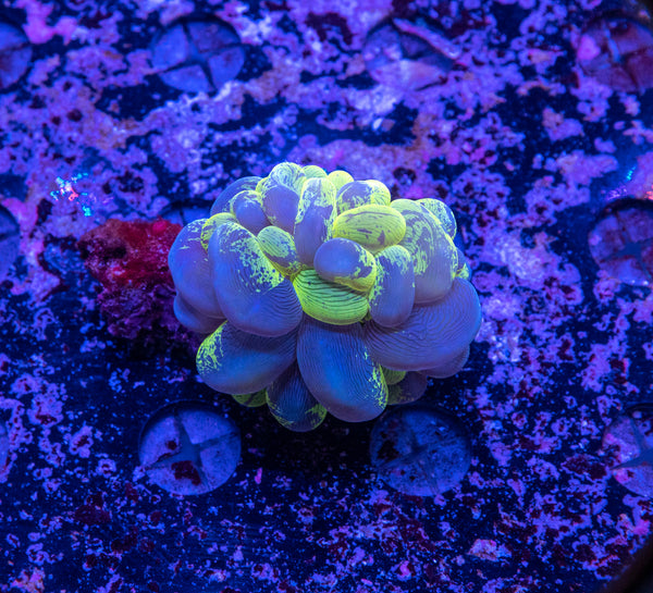 Blotchy Bubble Coral