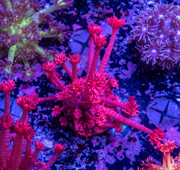 Red Glitter Goniopora Frag