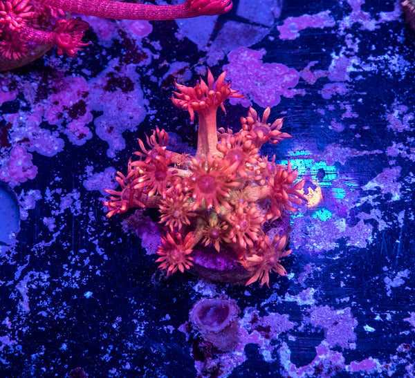 Promethius Goniopora Frag