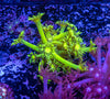 Toxic Green Goniopora Frag