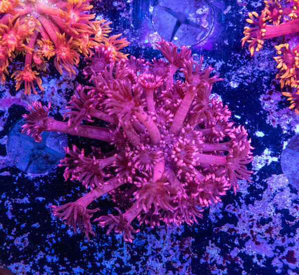 Goniopora Frag