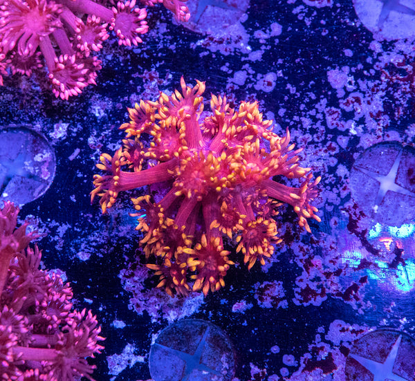 Inferno Goniopora Frag