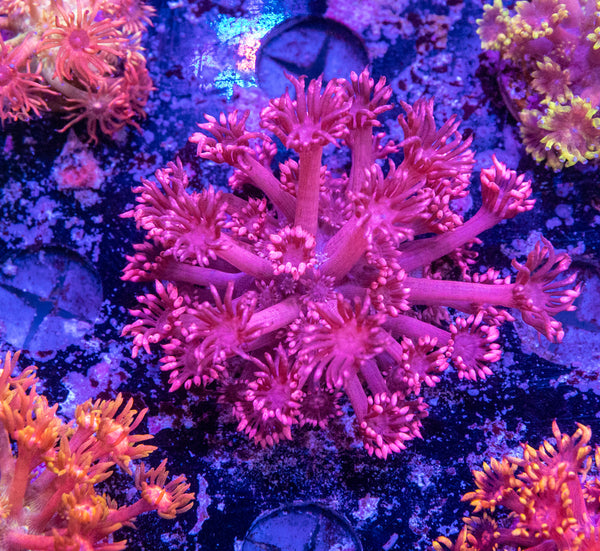 Goniopora Frag