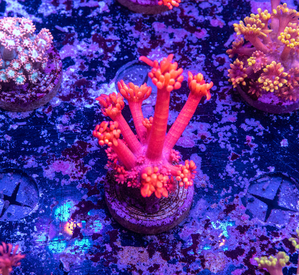 Super Red Goniopora Frag