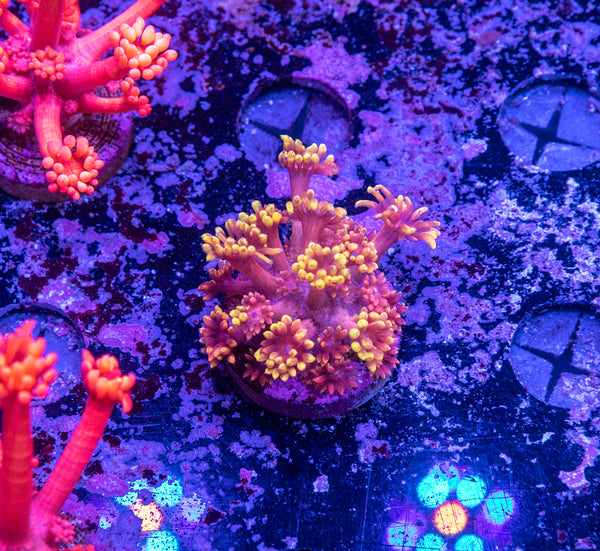 Tequilla Sunrise Goniopora Frag