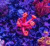 Super Red Goniopora Frag