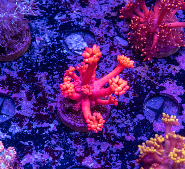 Super Red Goniopora Frag