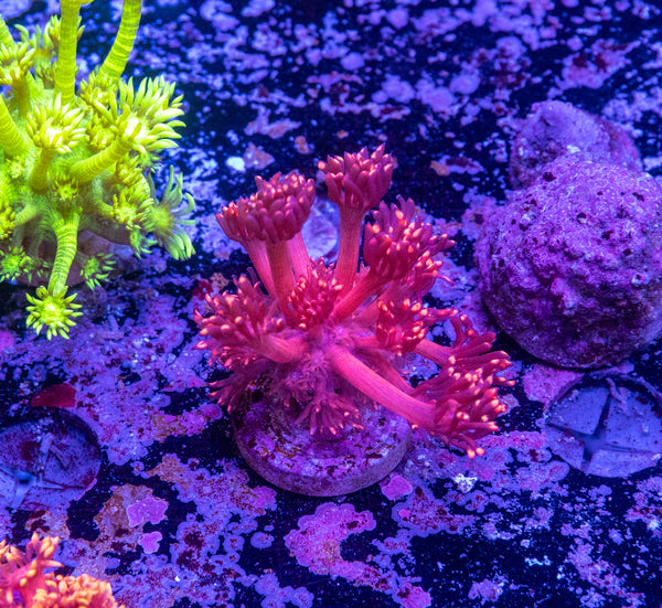 Red Goniopora Frag