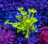 Toxic Green Goniopora Frag