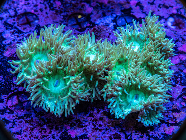 Duncan 11 Polyps