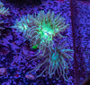 Duncan 3 Polyps