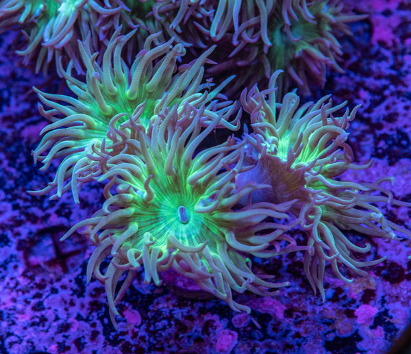 Duncan 3 Polyps