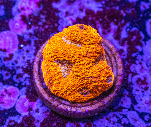 Acan. Echinata