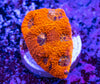 Acan. Echinata