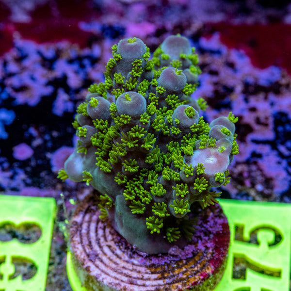 AMA SPS Frag 075 'Cuckoo LARGE'