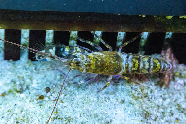 Y-bar Shrimp goby Pair (Cryptocentrus fasciatus)