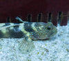 Y-bar Shrimp goby Pair (Cryptocentrus fasciatus)