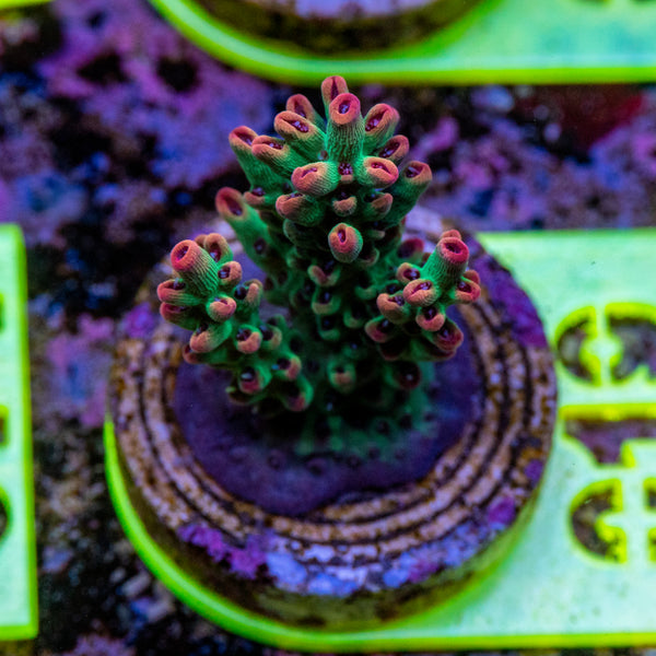 AMA SPS Frag 019 'Strawberry Shortcake'