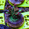 AMA SPS Frag 079 'Strawberry Shortcake'