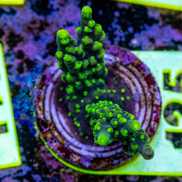 AMA SPS Frag 125