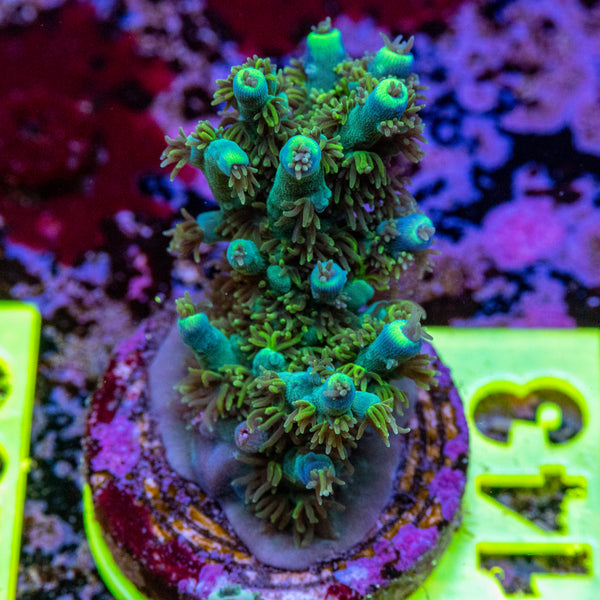 AMA SPS Frag 143 'Graffiti'