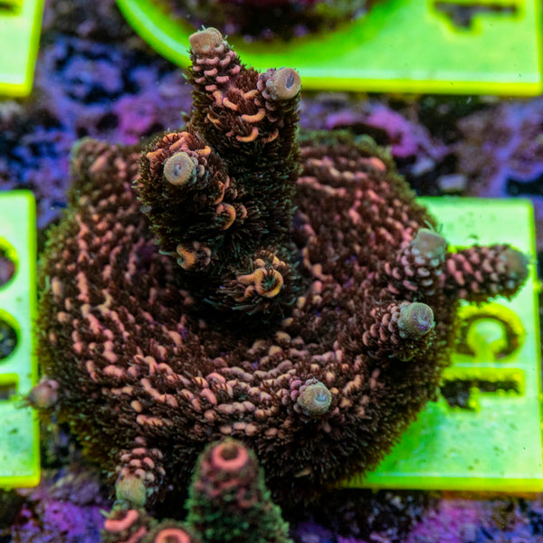 AMA SPS Frag 151