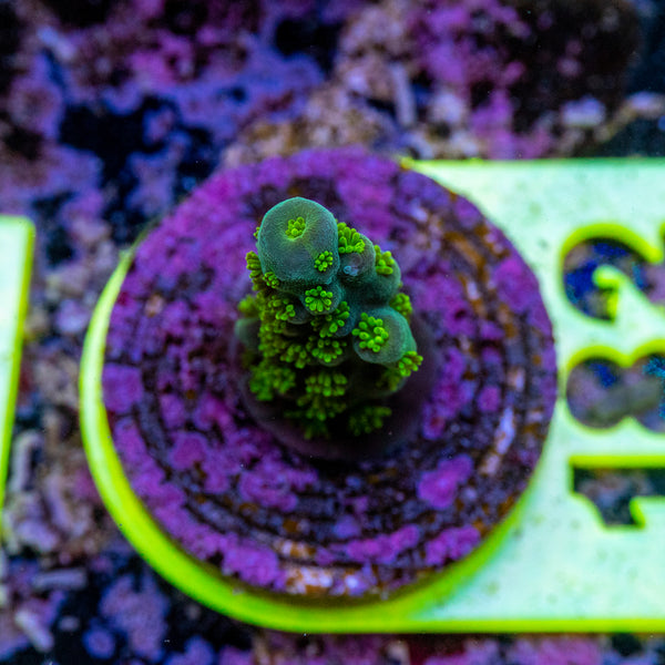 AMA SPS Frag 182 'Cuckoo'