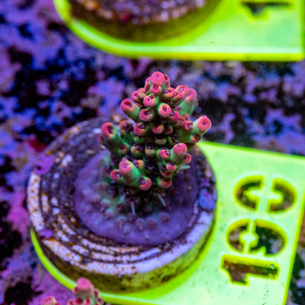 AMA SPS Frag 190 'Strawberry Shortcake'