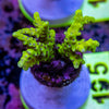 AMA SPS Frag 195 'Green Goblin'