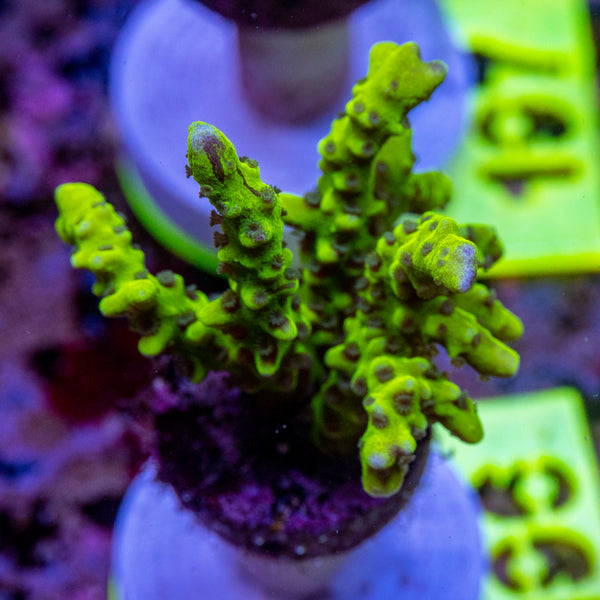 AMA SPS Frag 196 'Green Goblin'