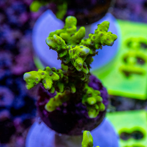 AMA SPS Frag 198 'Green Goblin'