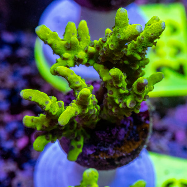 AMA SPS Frag 199 'Green Goblin'