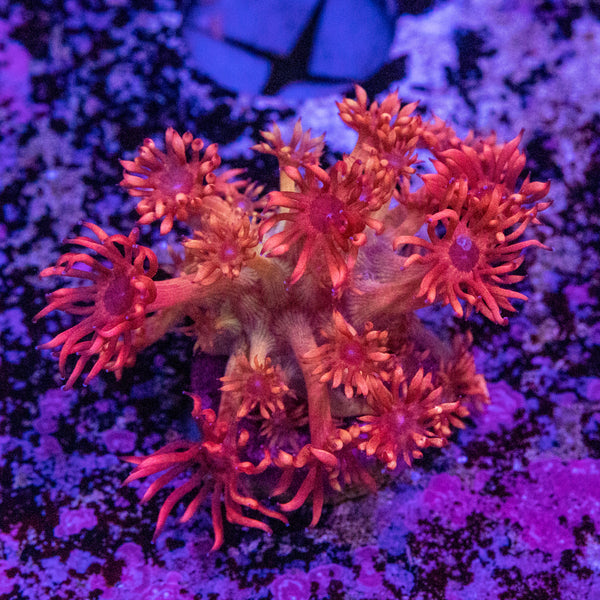 AMA Promethean Goniopora Frag