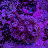 Blue Glitter Goniopora Frag