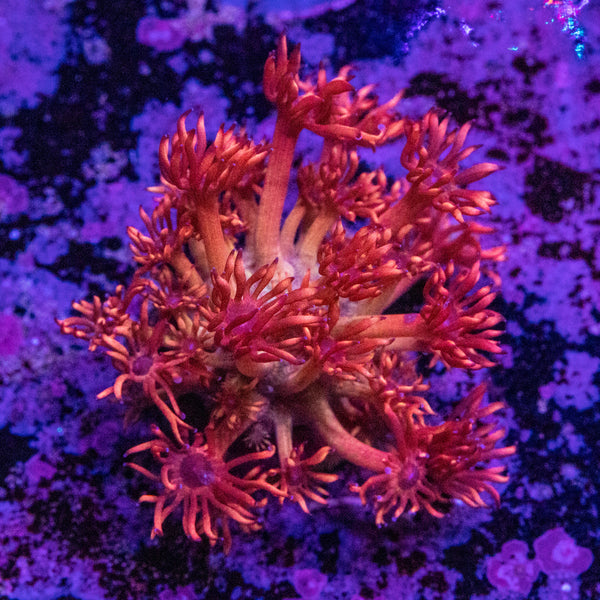 AMA Promethean Goniopora Frag