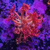 AMA Promethean Goniopora Frag