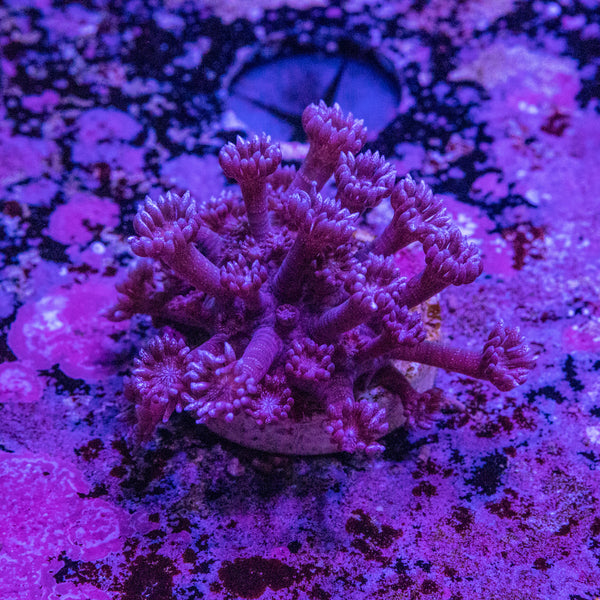 Blue Glitter Goniopora Frag