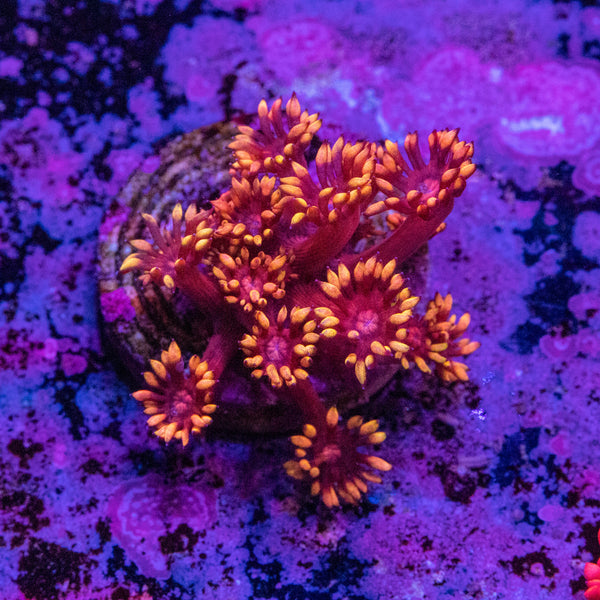 Inferno Goniopora Frag