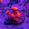 Super Red Goniopora Frag