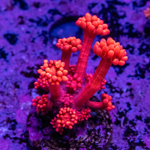 Super Red Goniopora Frag