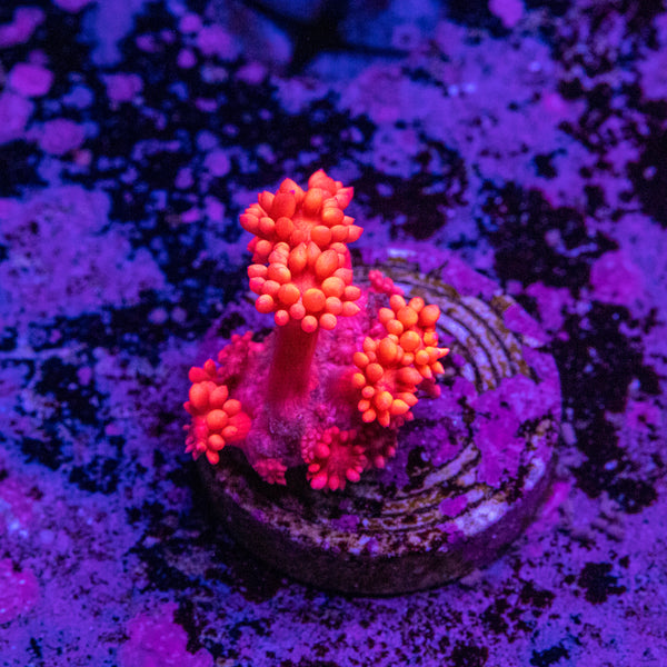 Super Red Goniopora Frag