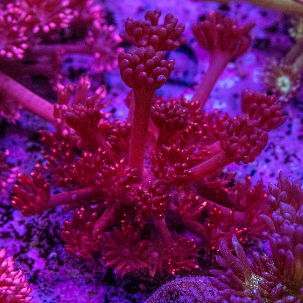 Goniopora Frag