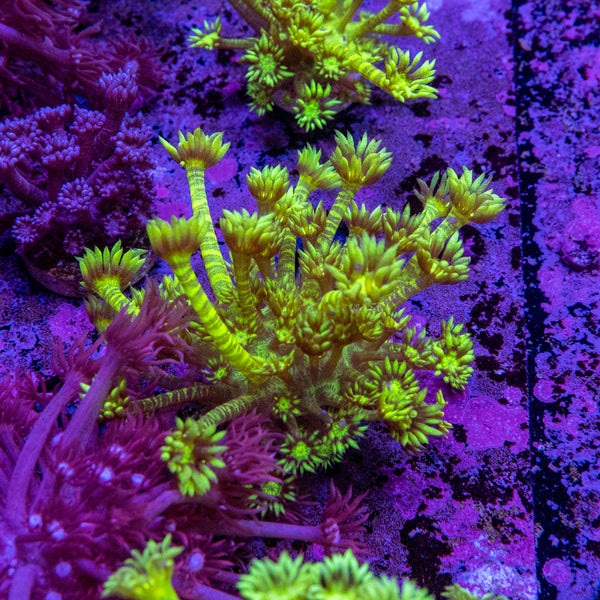 Goniopora Frag