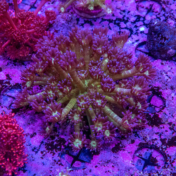 XL Glitter Goniopora Frag