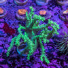 Singularia Frag