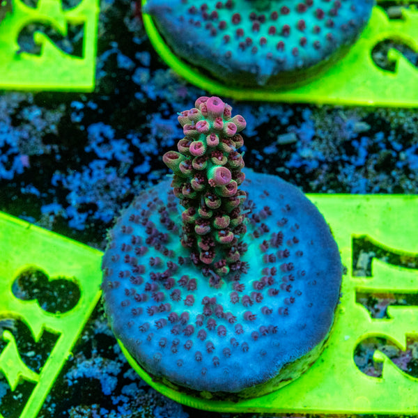 AMA SPS Frag 217 'Strawberry Shortcake'